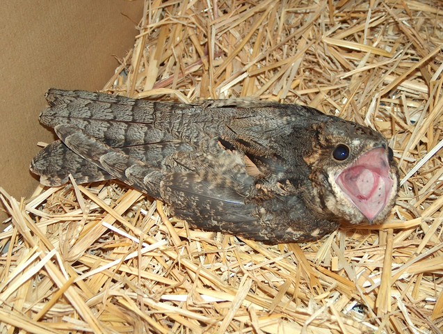 Engoulevent d'Europe - bouche ouverte