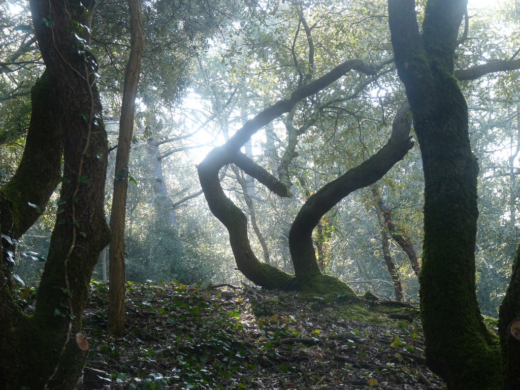 Foret de chênes verts