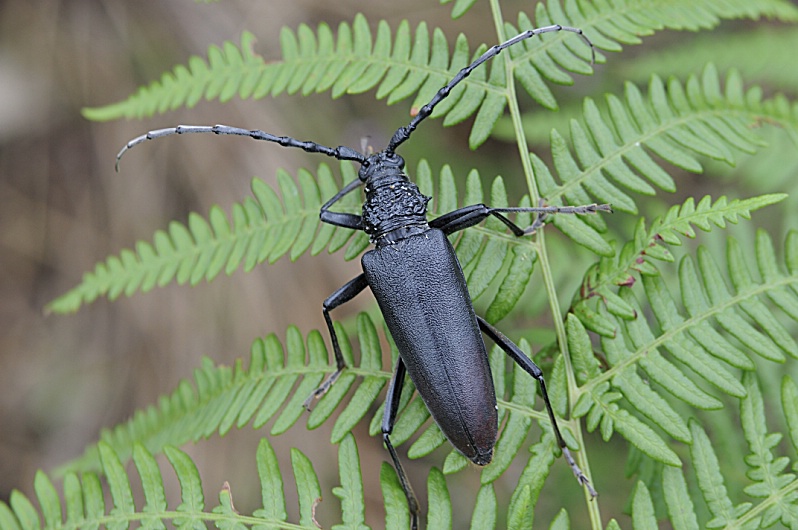 Grand Capricorne. Photographie M. Rauch