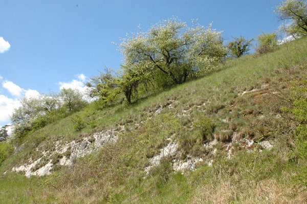 Pelouse sub-steppique