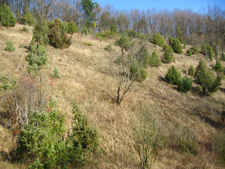 Pelouse calcaire mésophile