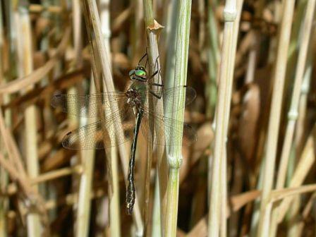 Cordulie à corps fin. Photographie P. Jourde