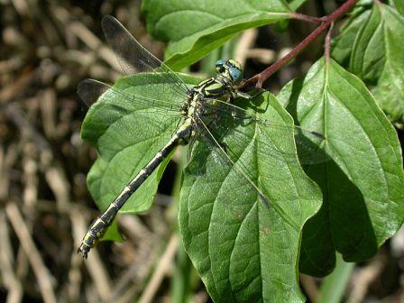 Gomphe de Graslin. Photographie P. Jourde