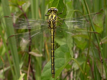 Gomphe de Graslin. Photographie E. Champion