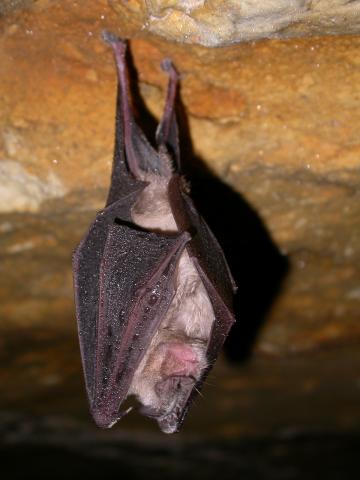 Petit Rhinolophe - P. Jourde