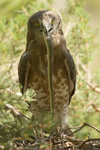 Circaete. Photographie Jean-le-Blanc et David Allemand