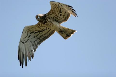 Circaete Jean-le-Blanc