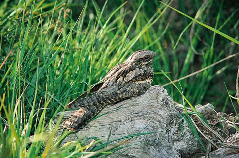 Engoulevent d'Europe -Photographie de P.Chefson