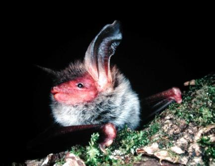 Murin de Bestein. Photographie P. Jourde.