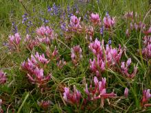 Astragale de Montpellier - Emmanuelle Champion.jpg