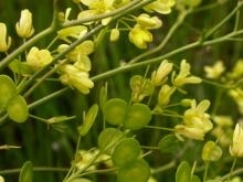 Crapaudine ou Lunetière de Guillon - J. Terisse