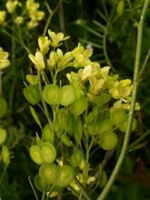 La Biscutelle de Guillon. Photographie J. Terrisse.